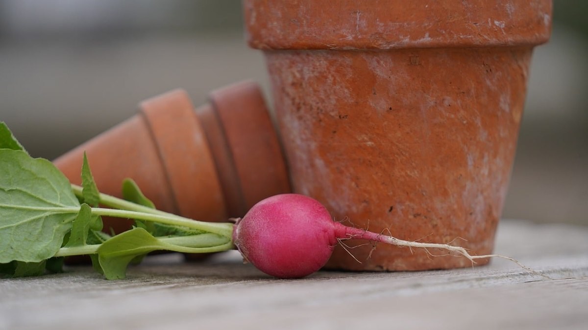 Cultiver un potager productif sur un balcon ombragé en ville Cultiver un potager productif sur un balcon ombragé en ville