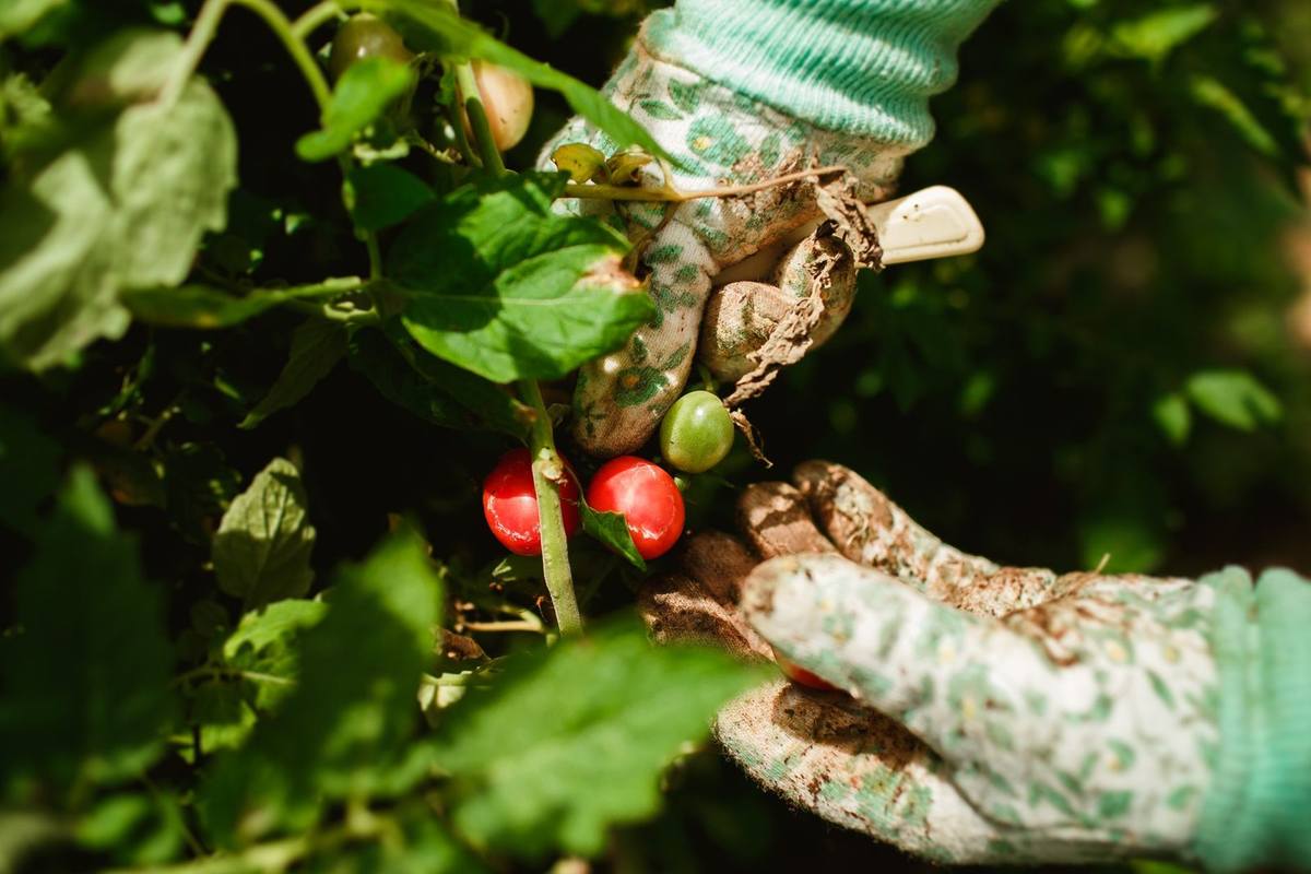 Gloves harvesting tomatoes from a plant in a garden Gloves harvesting tomatoes from a plant in a garden