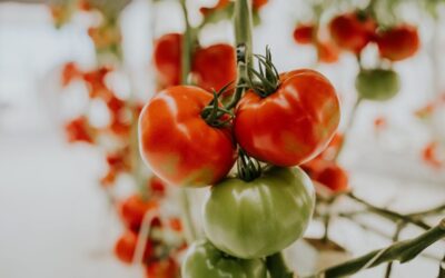 Tomates mûres et vertes sur une tige, flou en arrière-plan