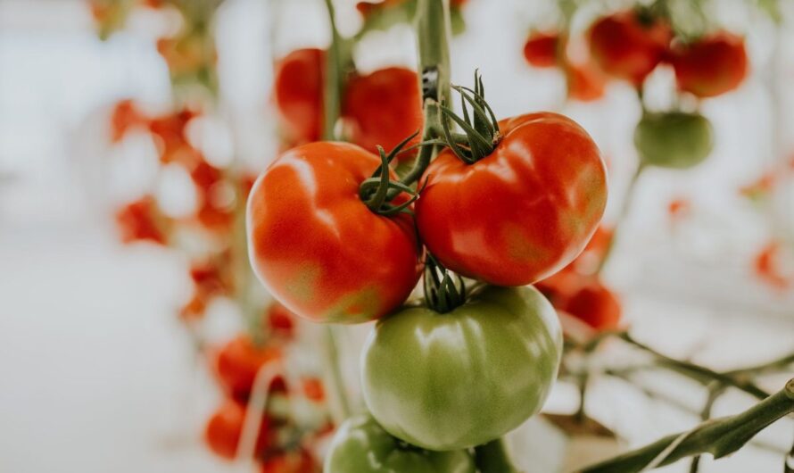 Potager en bac : l&rsquo;arrosage dépend d&rsquo;abord de la hauteur