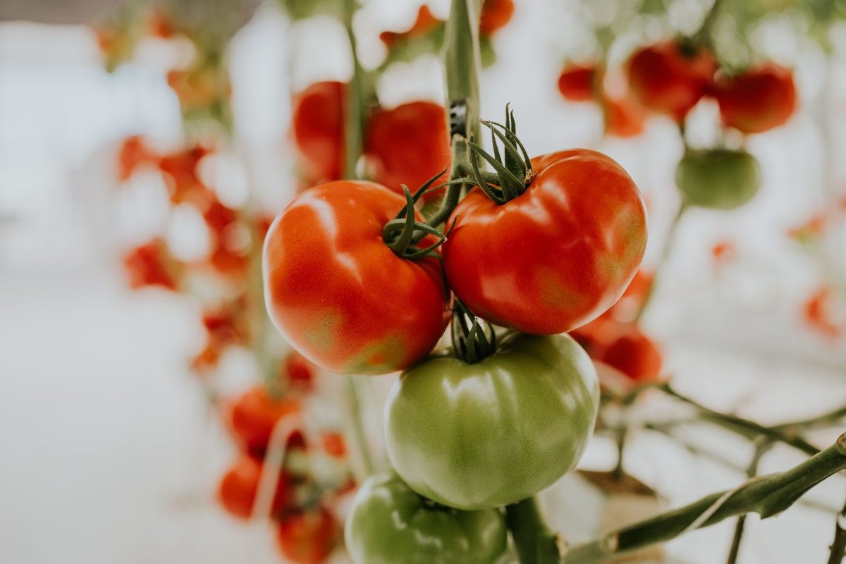 Tomates mûres et vertes sur une tige, flou en arrière-plan