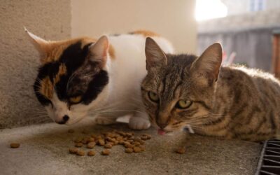 Deux chats, un tigré et un calicot, mangent des croquettes