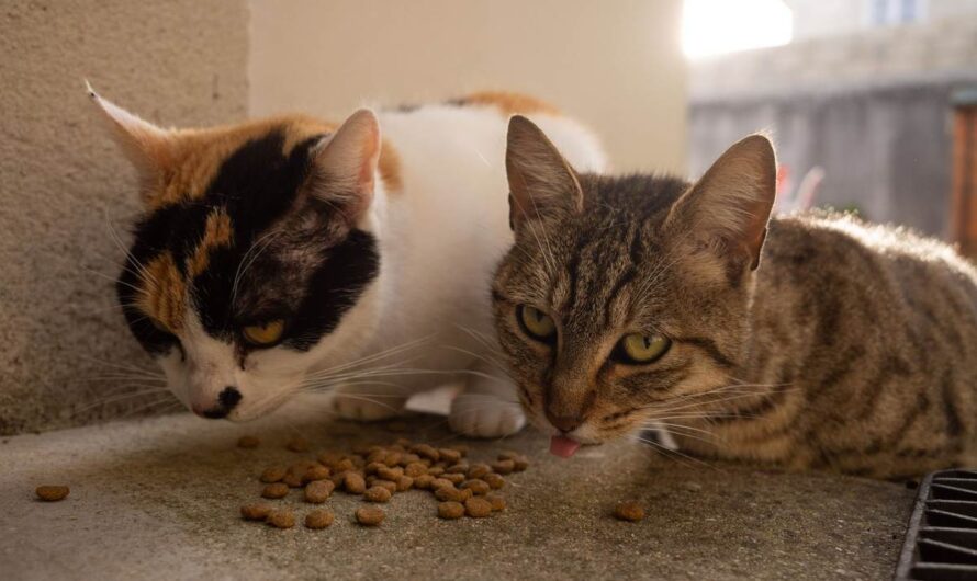 Un chaton chez un chat adulte : organiser les ressources
