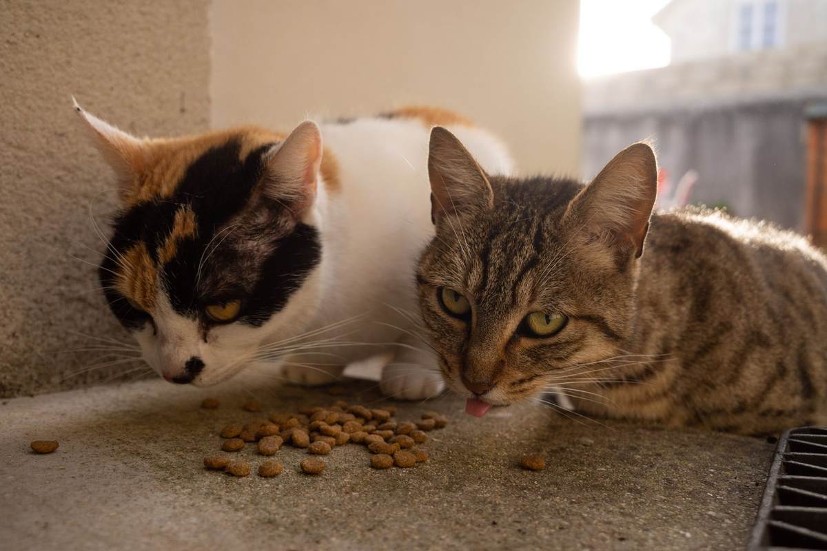Deux chats, un tigré et un calicot, mangent des croquettes